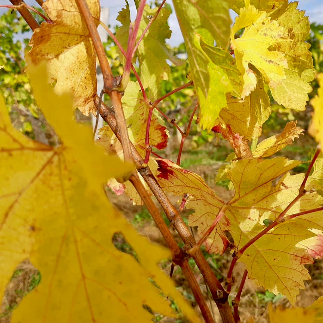 Har lo pass 2025 (Vin de France)