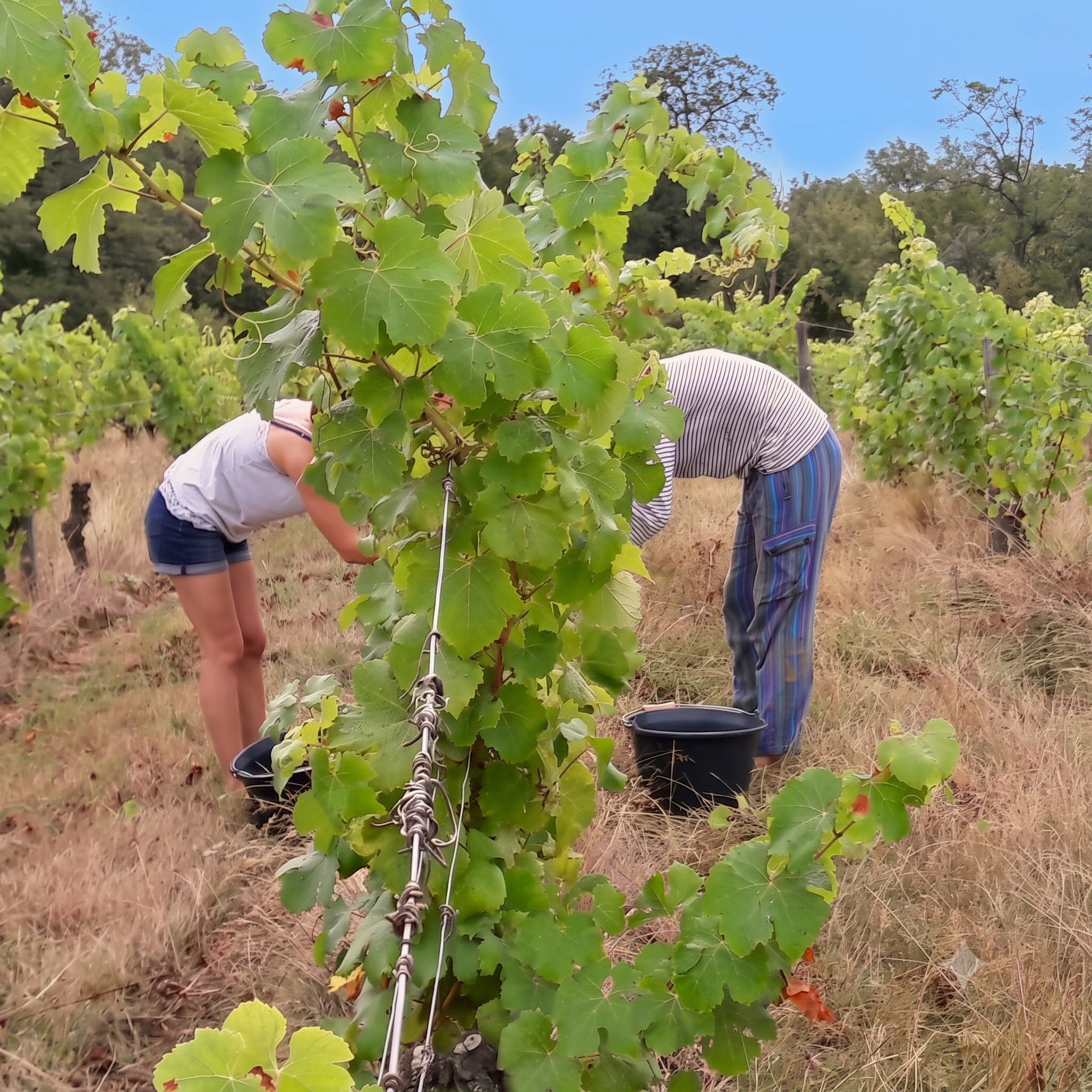 Har lo pass 2025 (Vin de France)