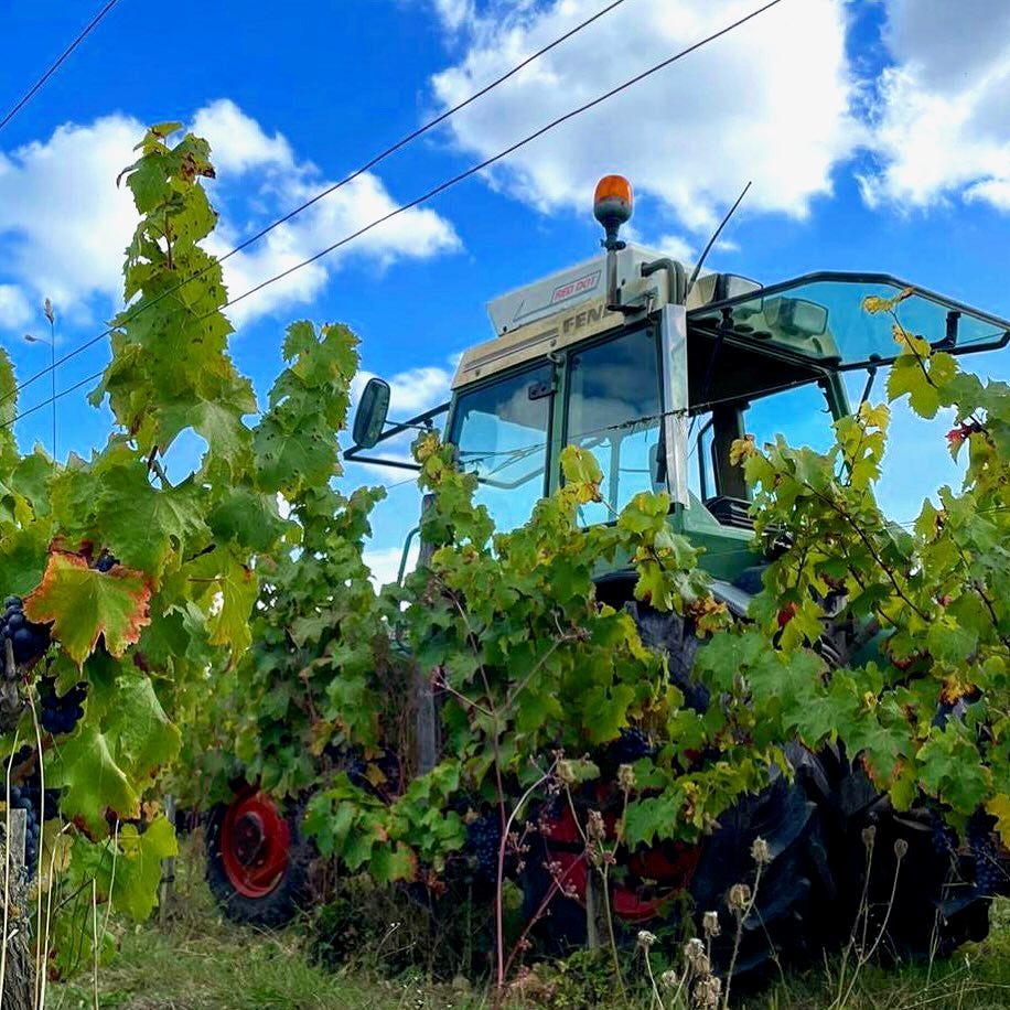 La Petite Niña (Vin de France)