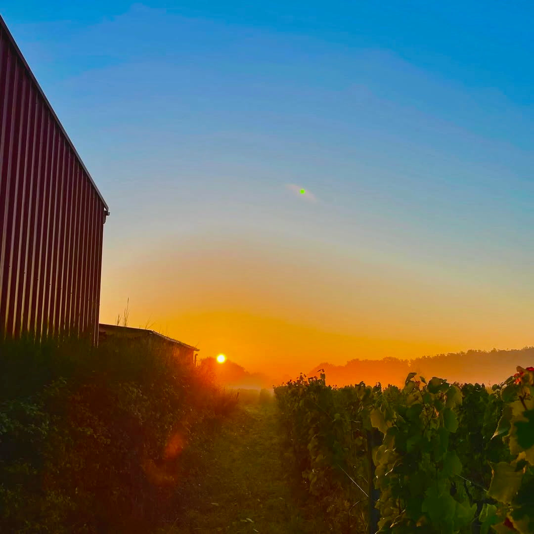 La Petite Niña (Vin de France)