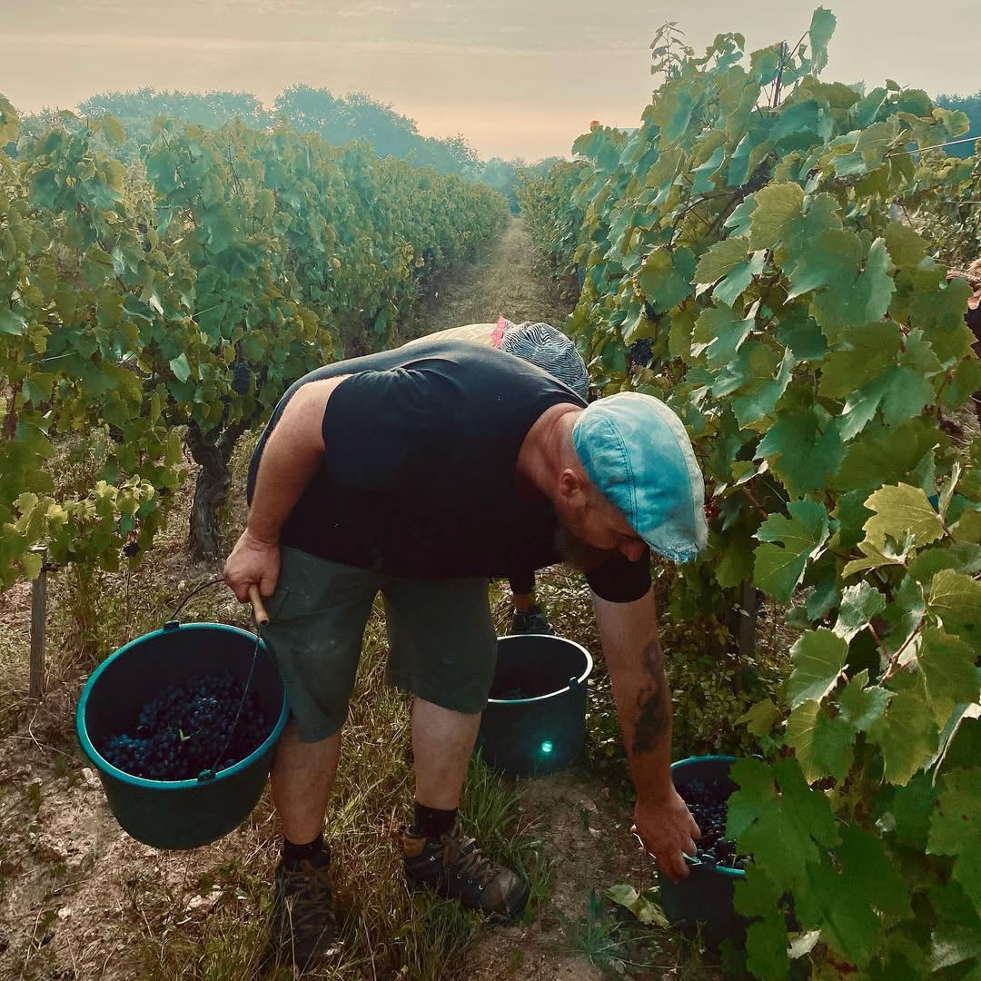 La Petite Niña (Vin de France)