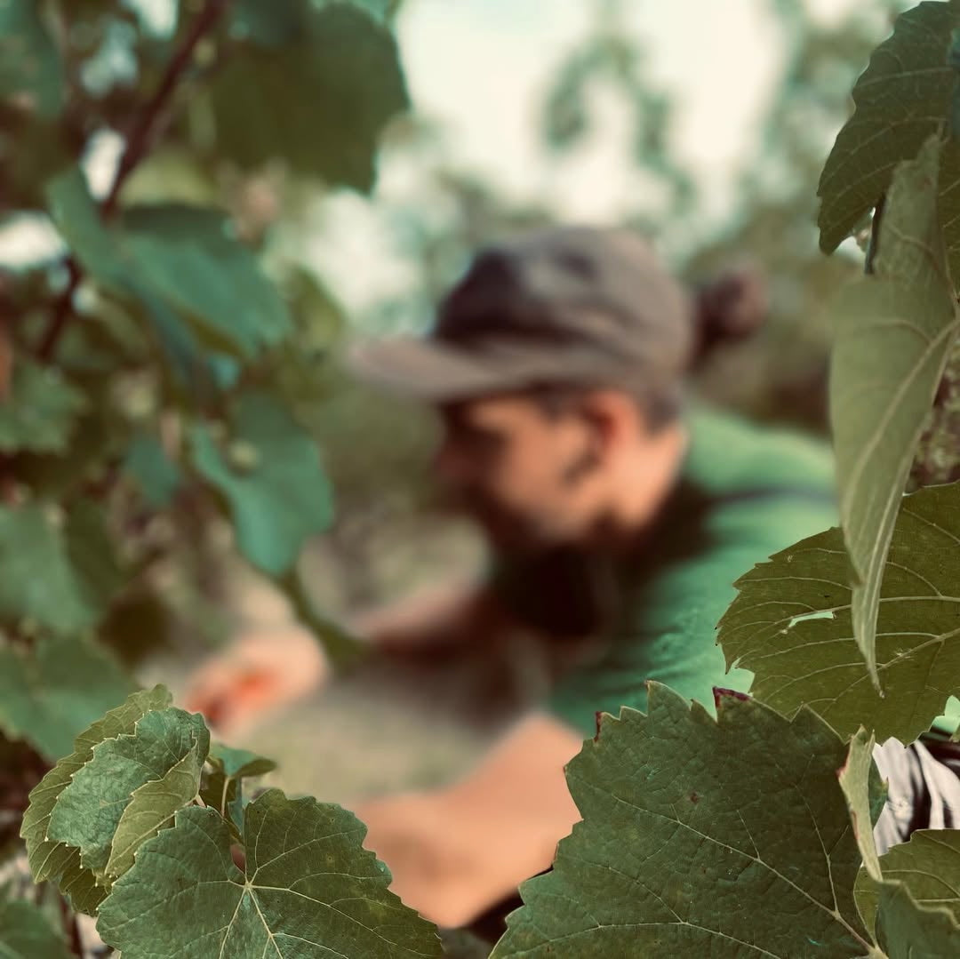 La Petite Niña (Vin de France)