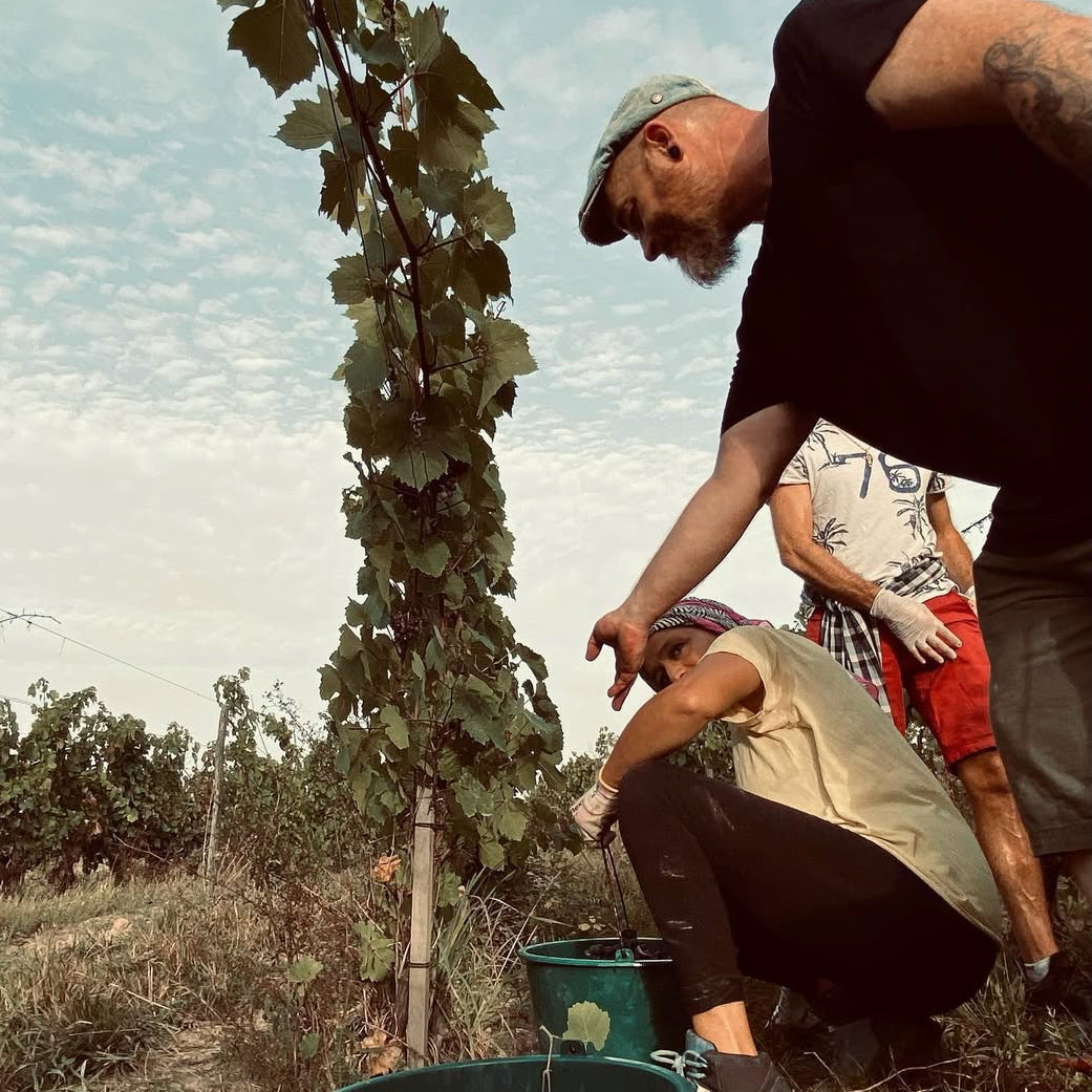 La Petite Niña (Vin de France)
