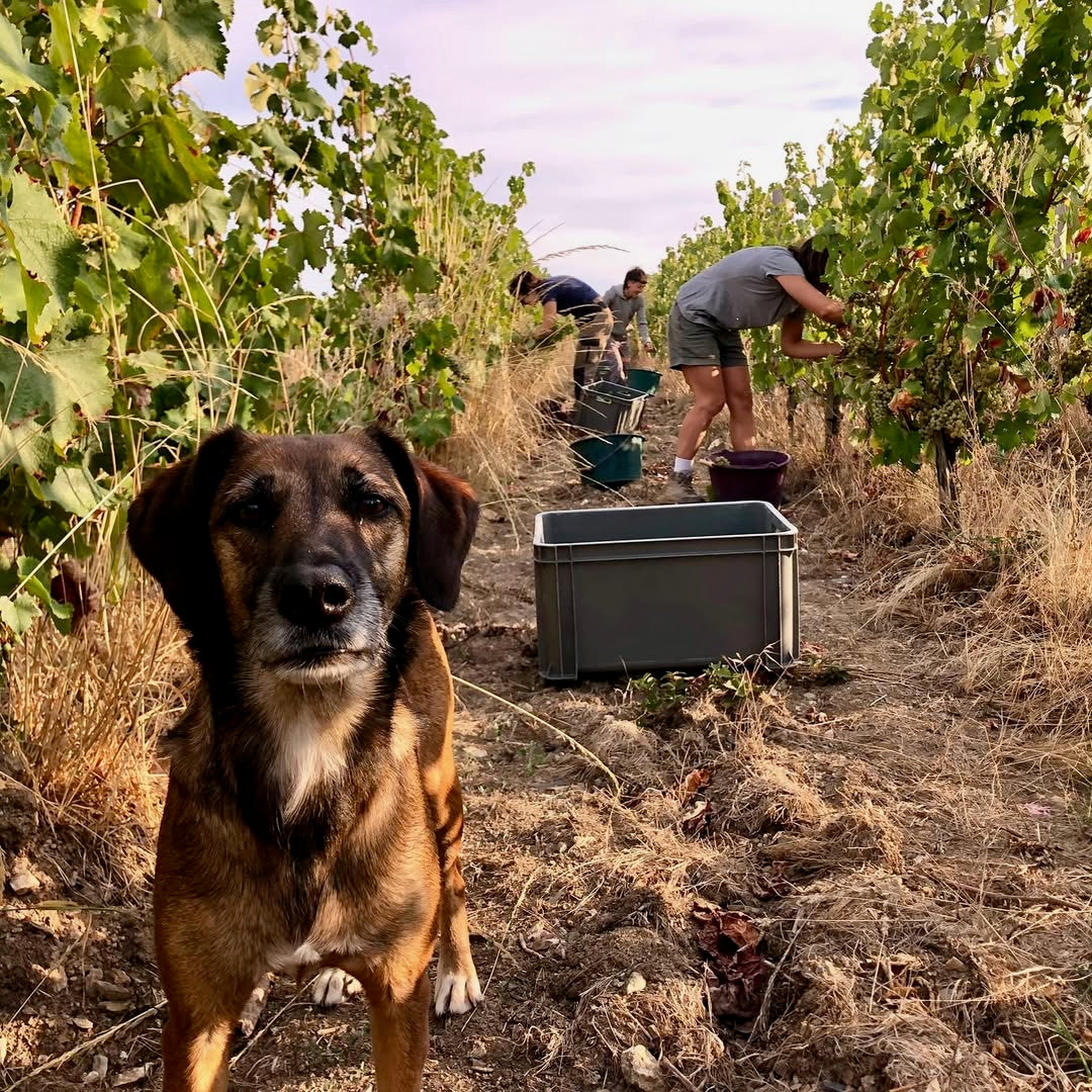 La Petite Niña (Vin de France)