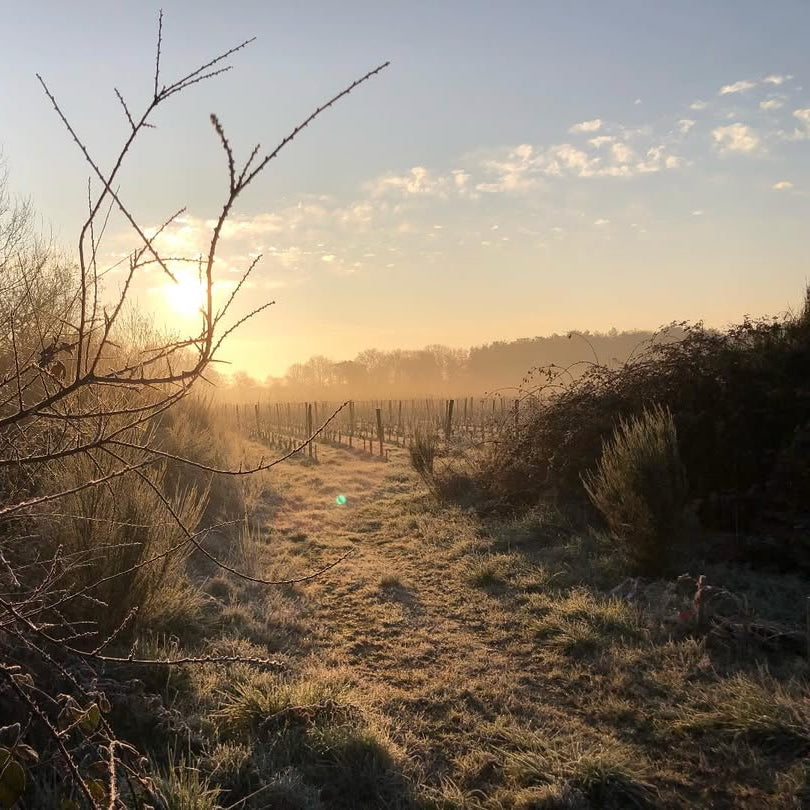 La Petite Niña (Vin de France)