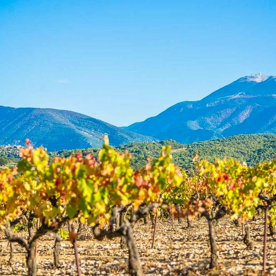 Côtes-du-Rhône blanc 2023 (AOC)