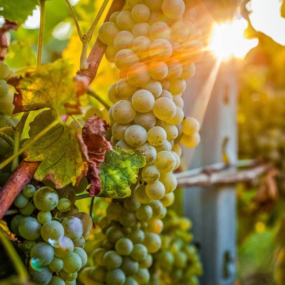 Côtes-du-Rhône blanc 2023 (AOC)