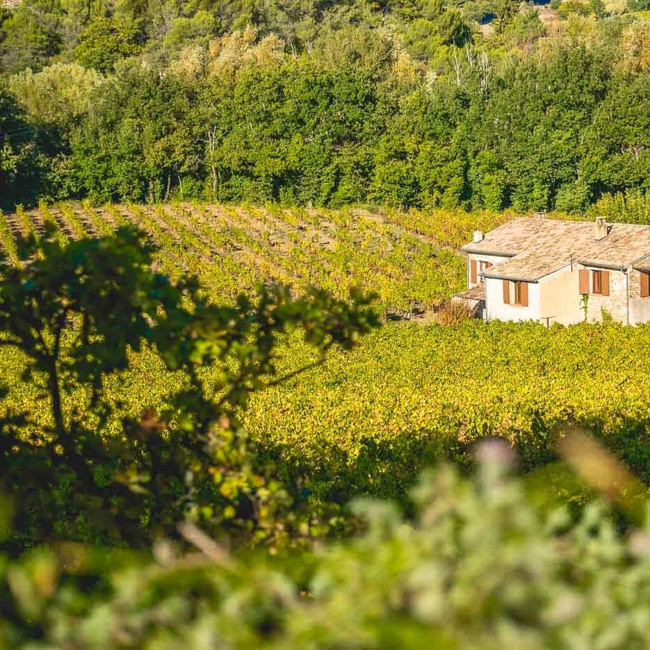 Côtes-du-Rhône blanc 2023 (AOC)