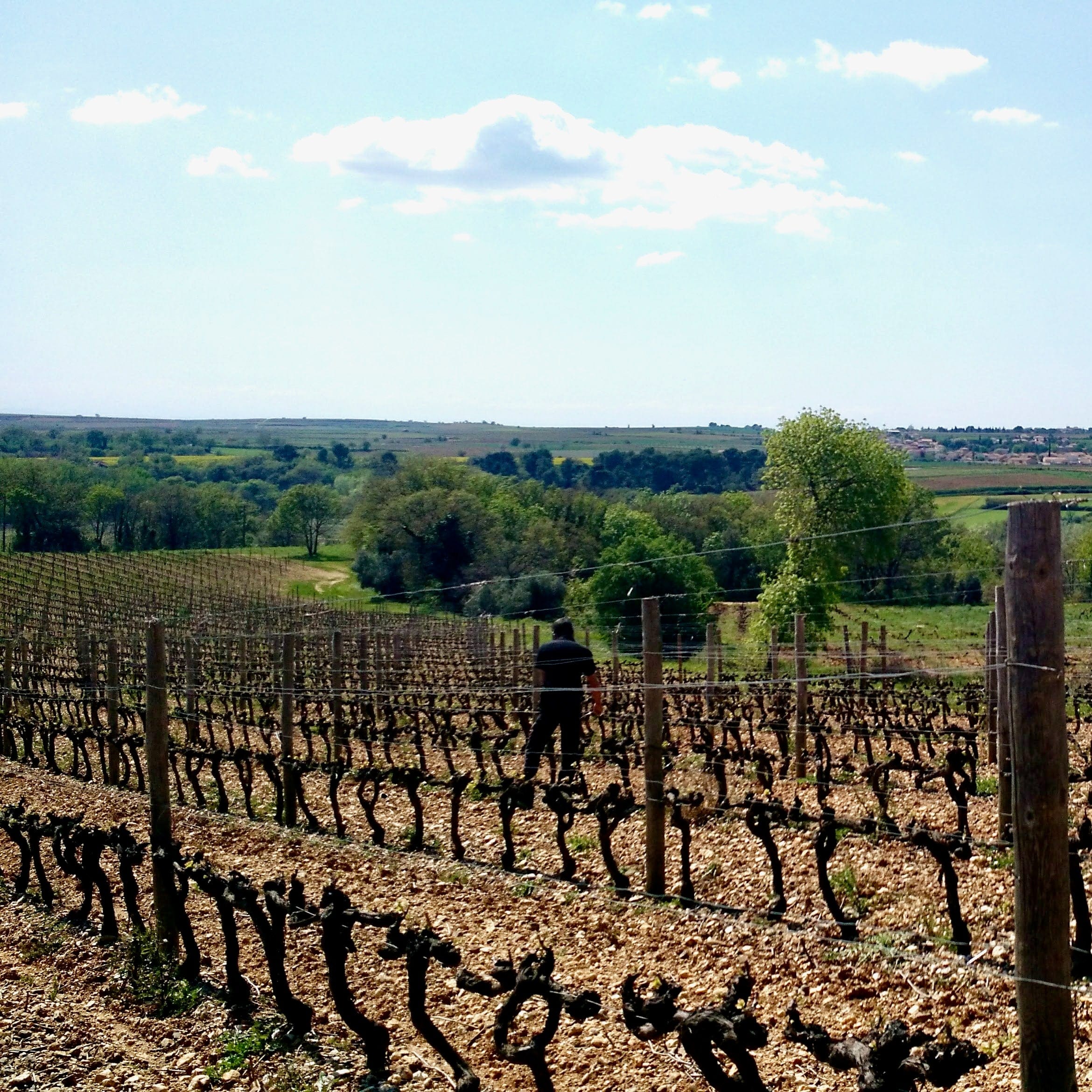  les chemins de bassac - èrsa RoÌ€sa - univers parallèle - languedoc - let it bib - cubi bio - bib bio - biodynamie - vin nature - bib vin nature - cubi vin nature - 1 