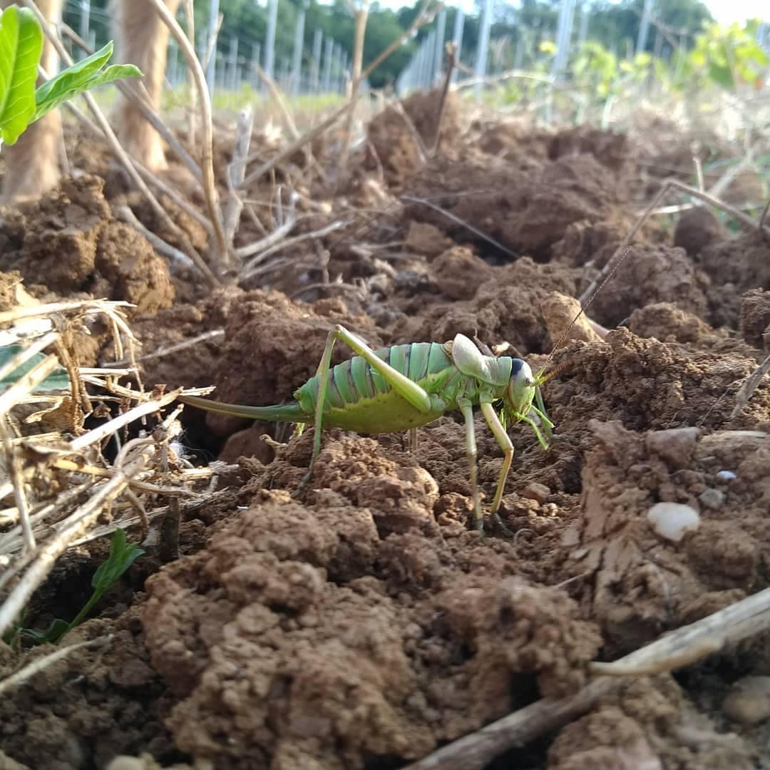  les chemins de bassac - èrsa RoÌ€sa - univers parallèle - languedoc - let it bib - cubi bio - bib bio - biodynamie - vin nature - bib vin nature - cubi vin nature - 13 