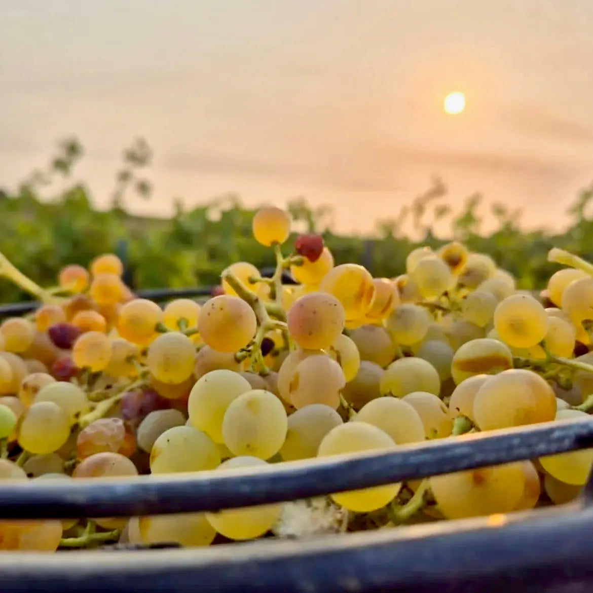 Roussanne 2025 (Vin de France)