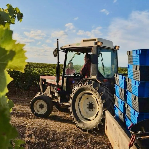 Roussanne 2025 (Vin de France)