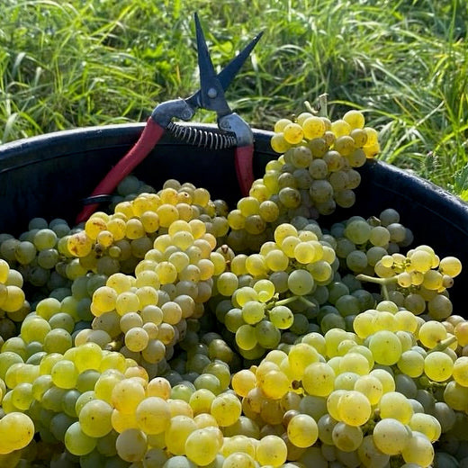 Roussanne 2025 (Vin de France)
