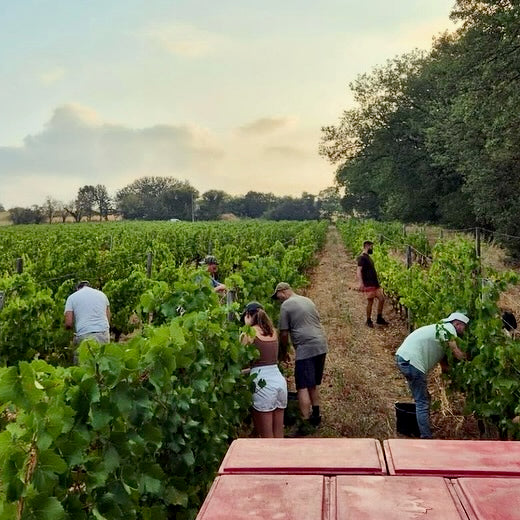 Roussanne 2025 (Vin de France)