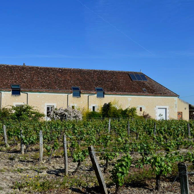 Sauvignon rose 2025 (Vin de France)
