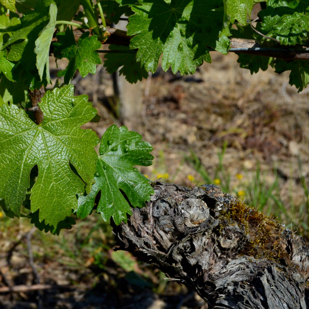 Sauvignon rose 2025 (Vin de France)