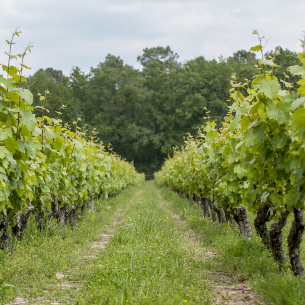 Sauvignon rose 2025 (Vin de France)