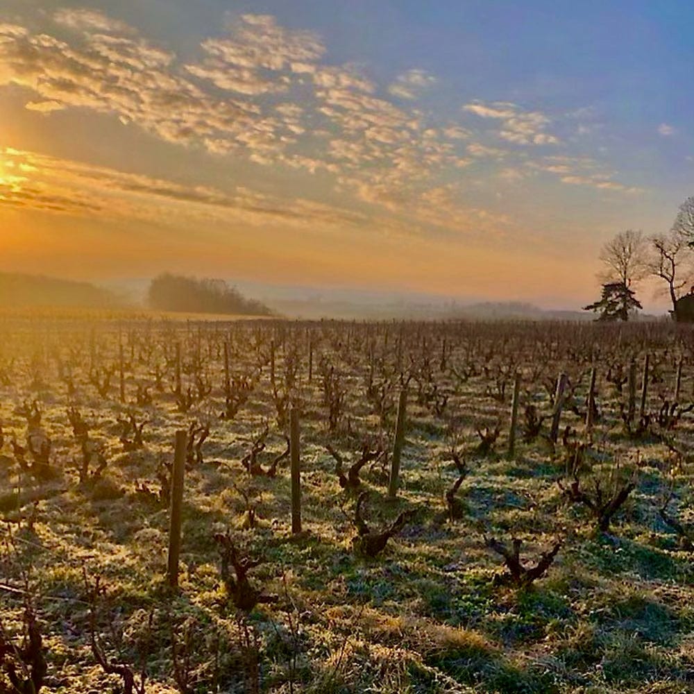  les souriants - Maxime Troncy - Damien Polosse - bourgogne - sourire en blanc - chardonnay - let it bib - bib bio - cubi bio - cubi vin nature - bib vin nature - 10 