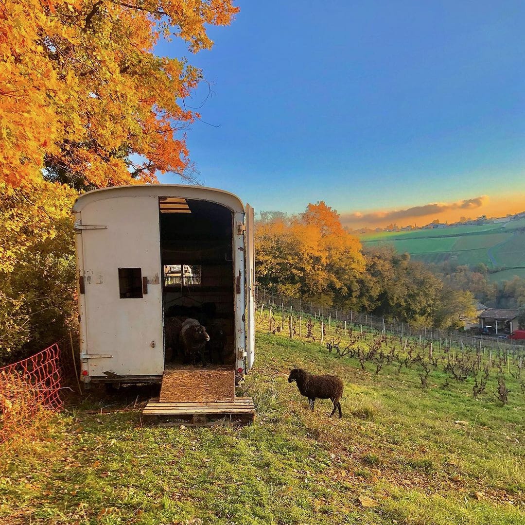  les souriants - Maxime Troncy - Damien Polosse - bourgogne - sourire en blanc - chardonnay - let it bib - bib bio - cubi bio - cubi vin nature - bib vin nature - 11 