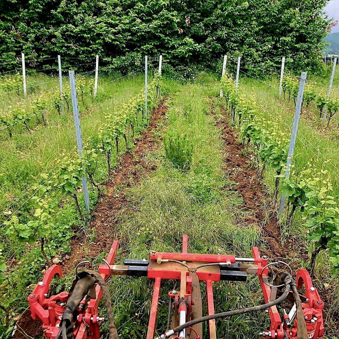  les souriants - Maxime Troncy - Damien Polosse - bourgogne - sourire en blanc - chardonnay - let it bib - bib bio - cubi bio - cubi vin nature - bib vin nature - 3 