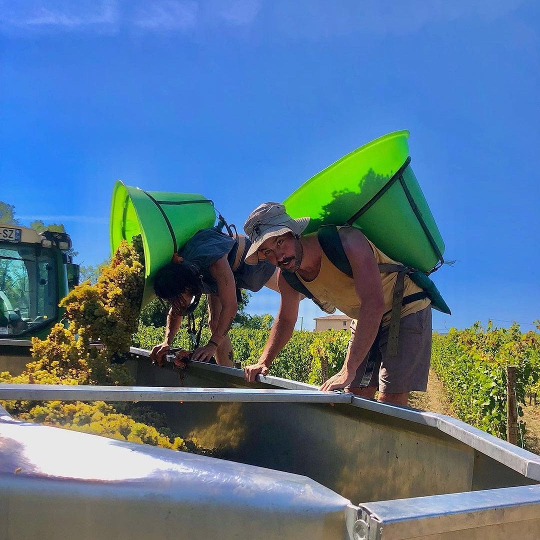  les souriants - Maxime Troncy - Damien Polosse - bourgogne - sourire en blanc - chardonnay - let it bib - bib bio - cubi bio - cubi vin nature - bib vin nature - 6 