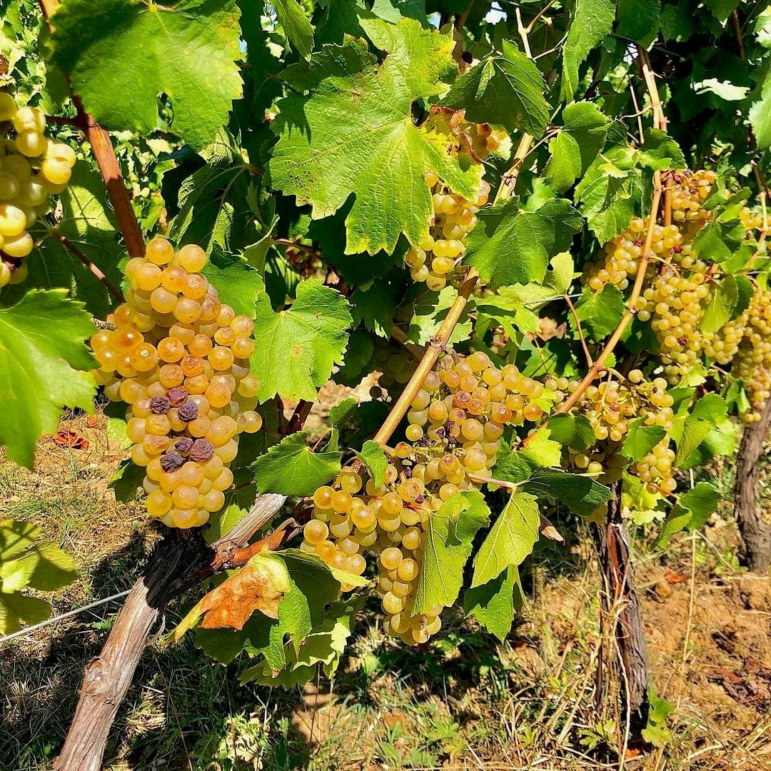  les souriants - Maxime Troncy - Damien Polosse - bourgogne - sourire en blanc - chardonnay - let it bib - bib bio - cubi bio - cubi vin nature - bib vin nature - 7 