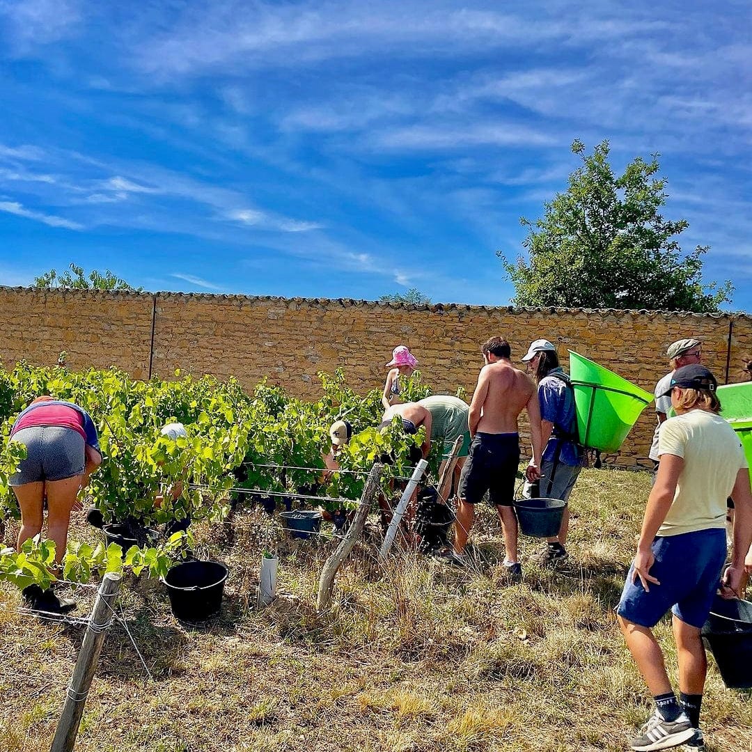  les souriants - Maxime Troncy - Damien Polosse - bourgogne - sourire en blanc - chardonnay - let it bib - bib bio - cubi bio - cubi vin nature - bib vin nature - 8 