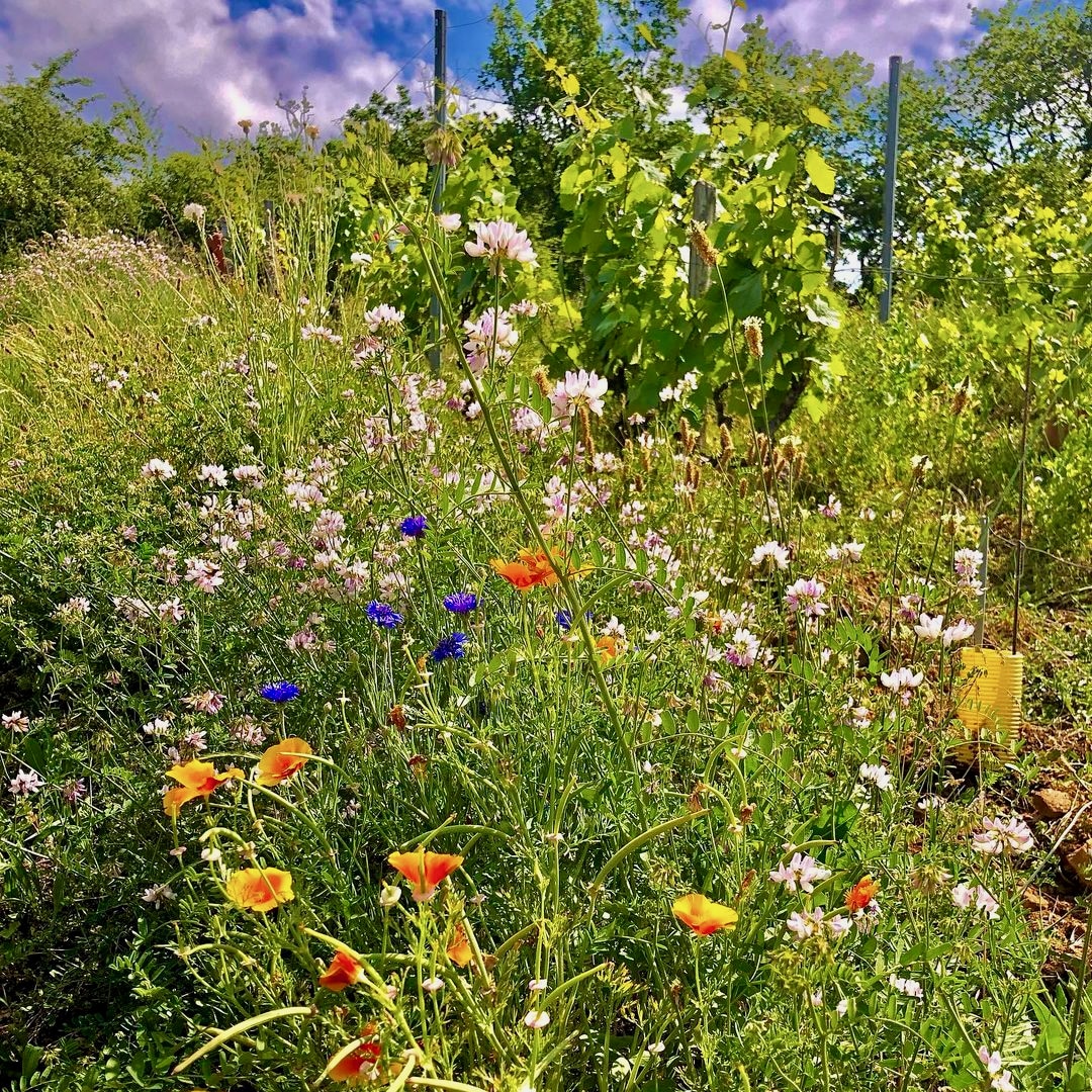  les souriants - Maxime Troncy - Damien Polosse - bourgogne - sourire en blanc - chardonnay - let it bib - bib bio - cubi bio - cubi vin nature - bib vin nature - 9 