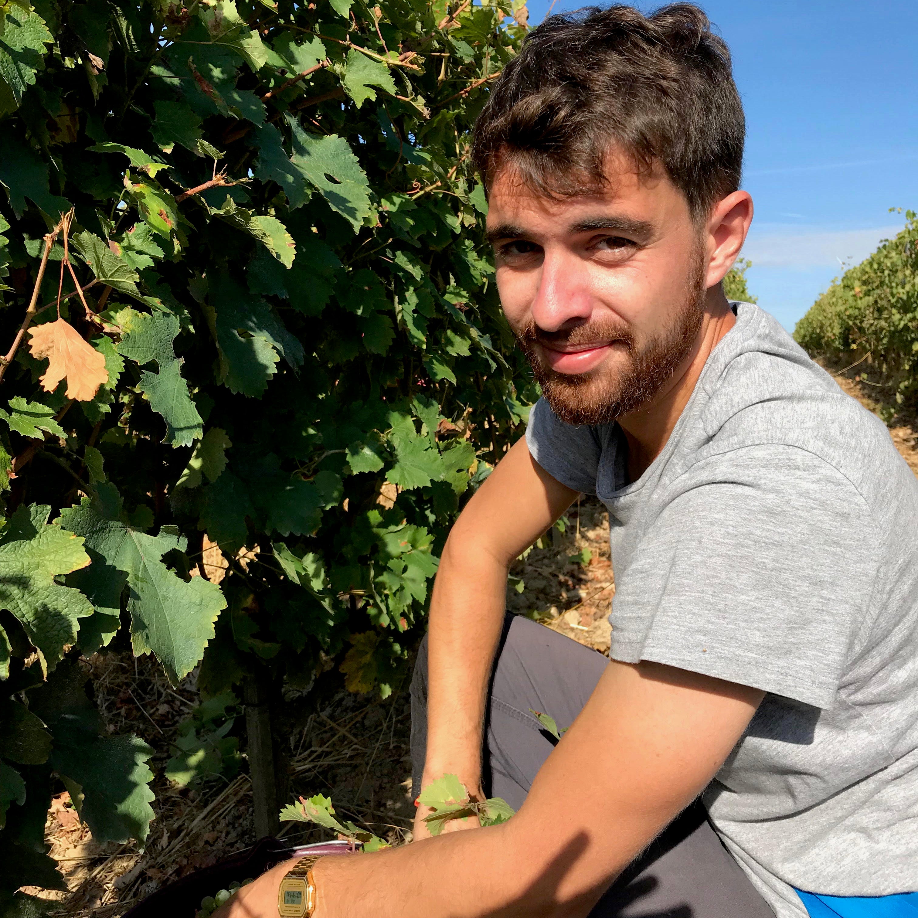 Au fil des vignes (Vin de France)