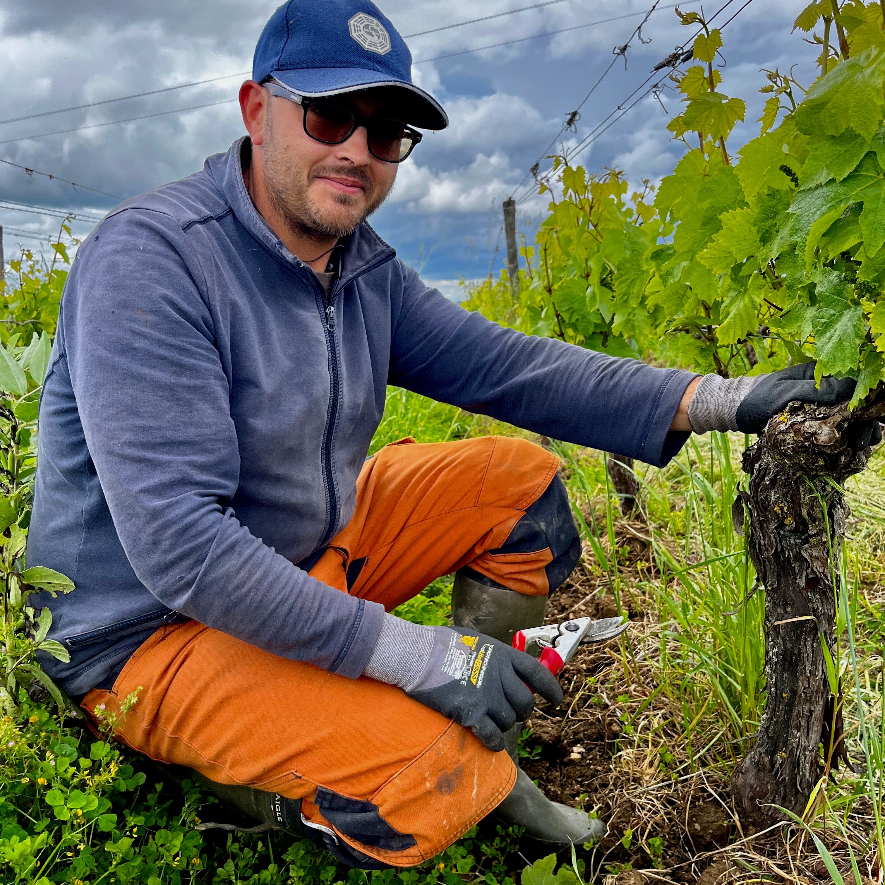 Au fil des vignes (Vin de France)