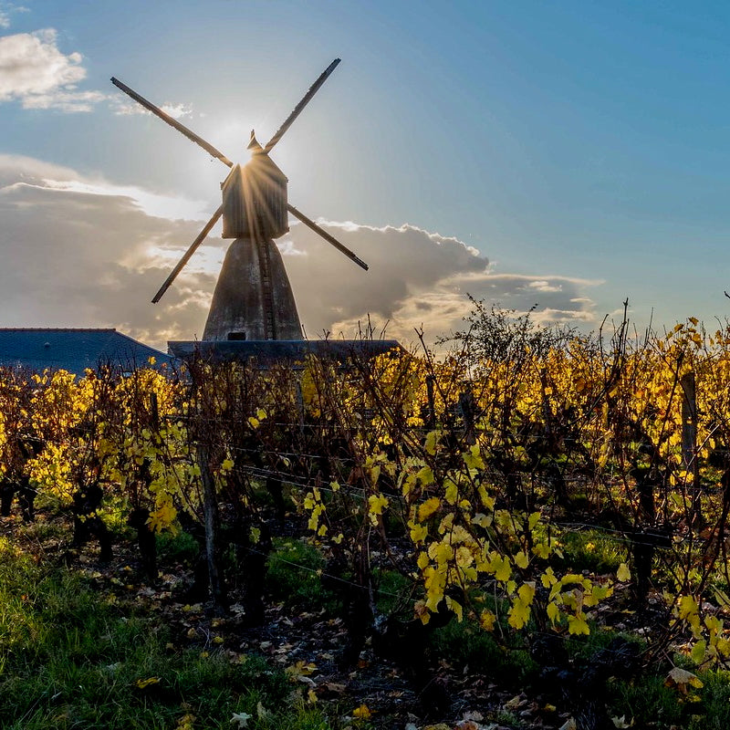Au fil des vignes (Vin de France)