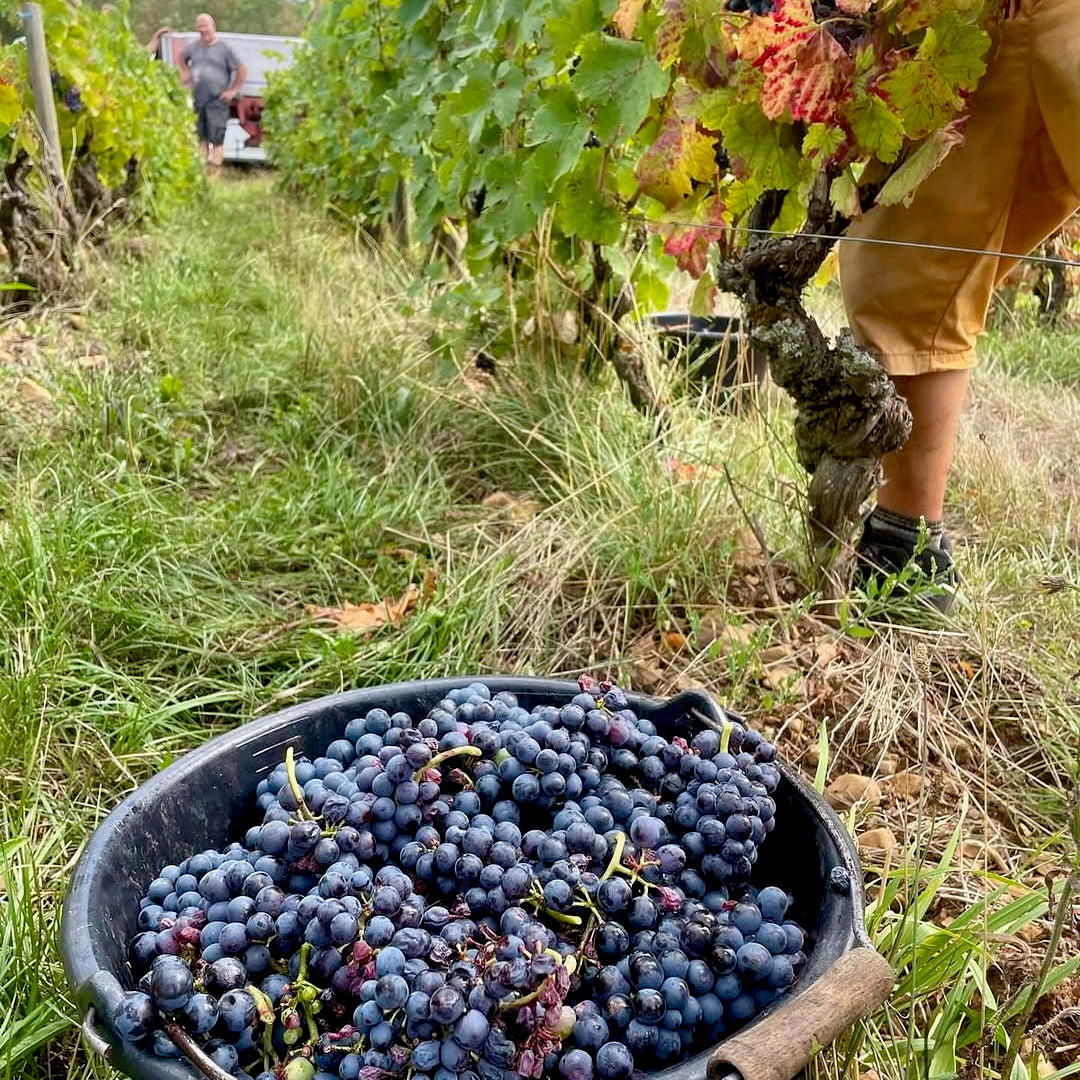 Smile 2024 (Vin de France)