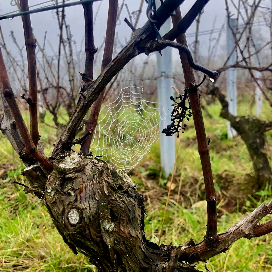 Smile 2024 (Vin de France)