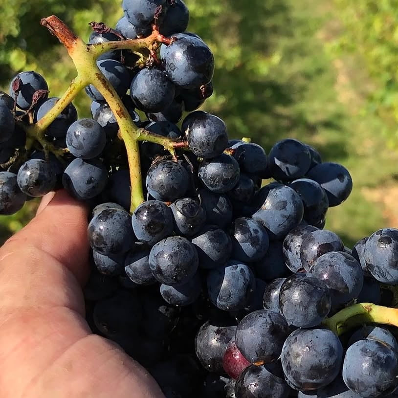 Smile 2024 (Vin de France)