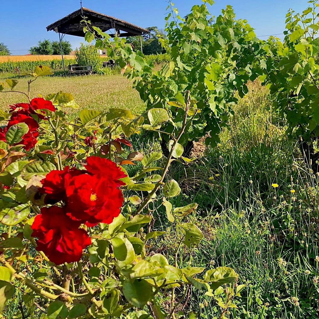 Smile 2024 (Vin de France)