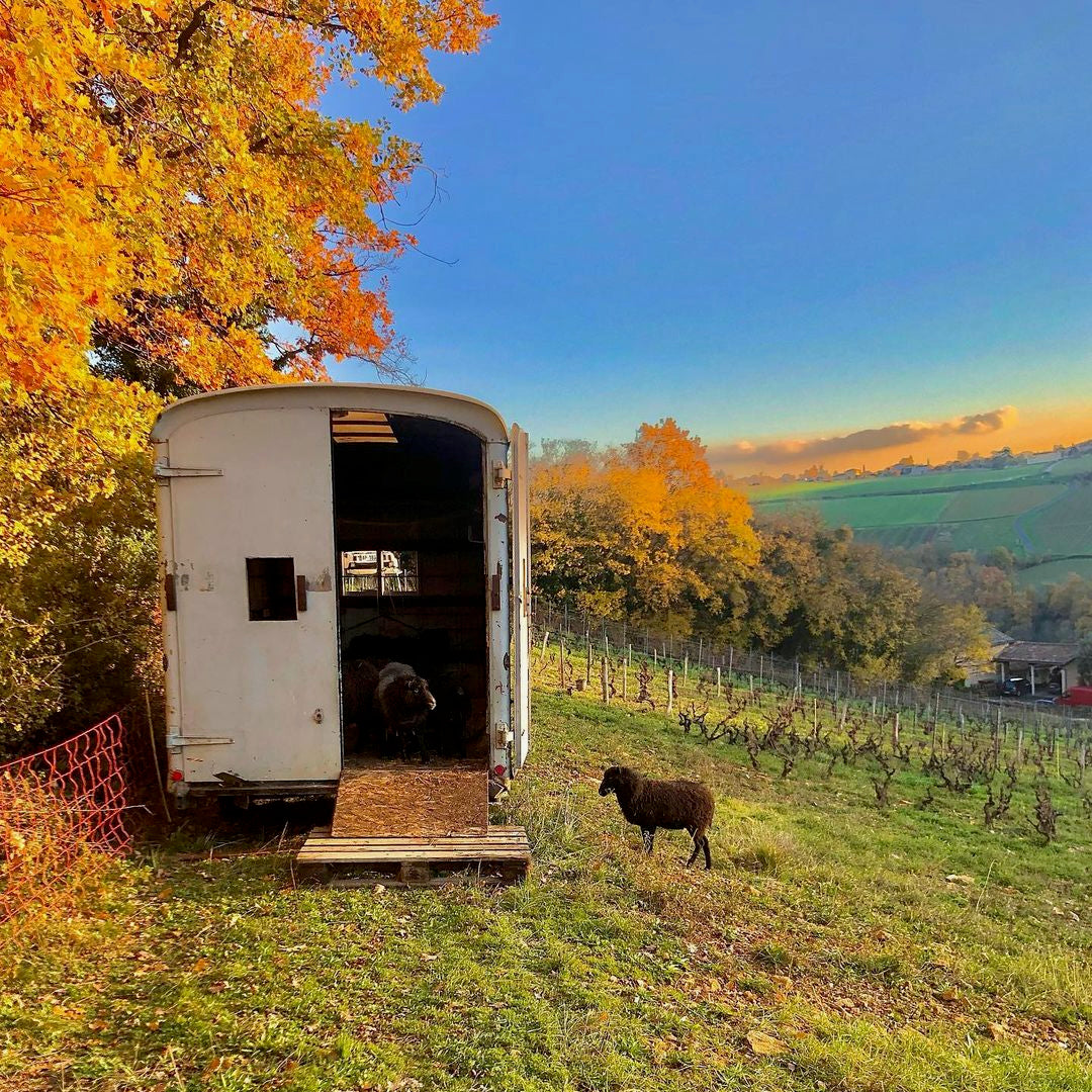 Smile 2024 (Vin de France)