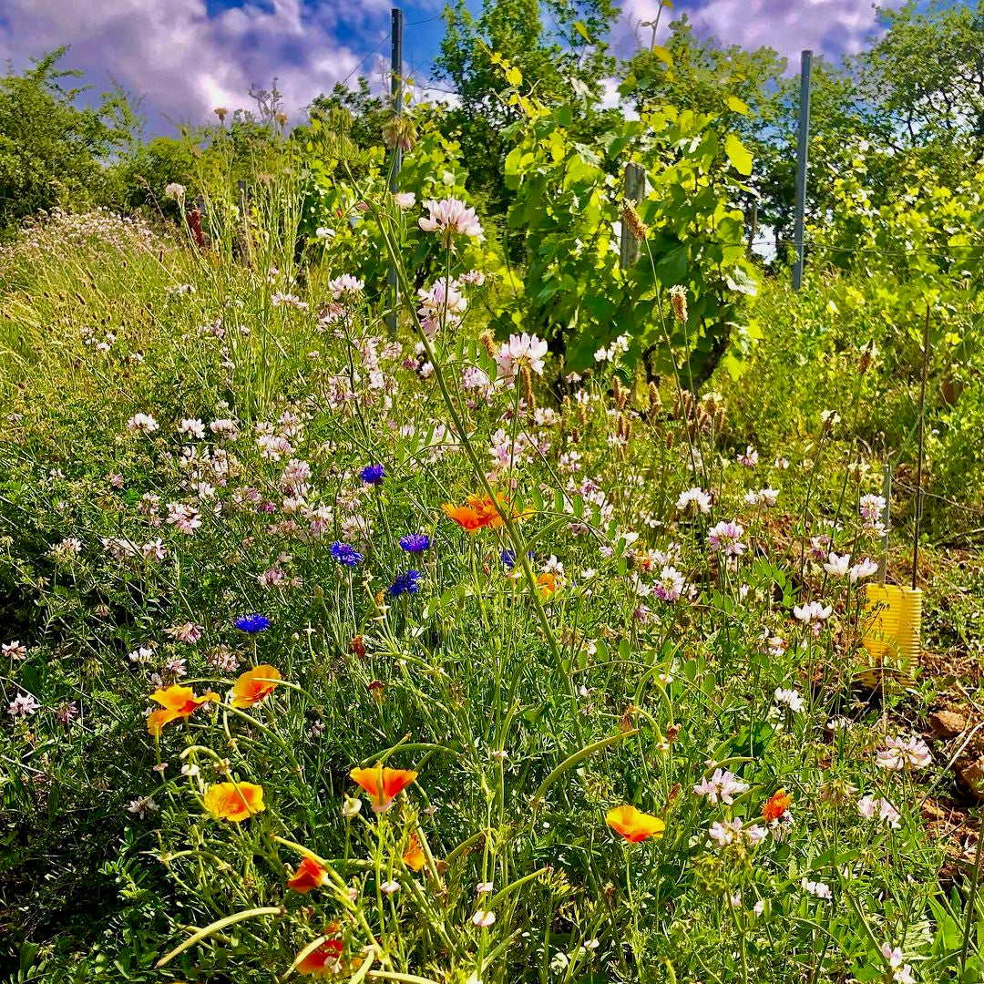 Smile 2024 (Vin de France)