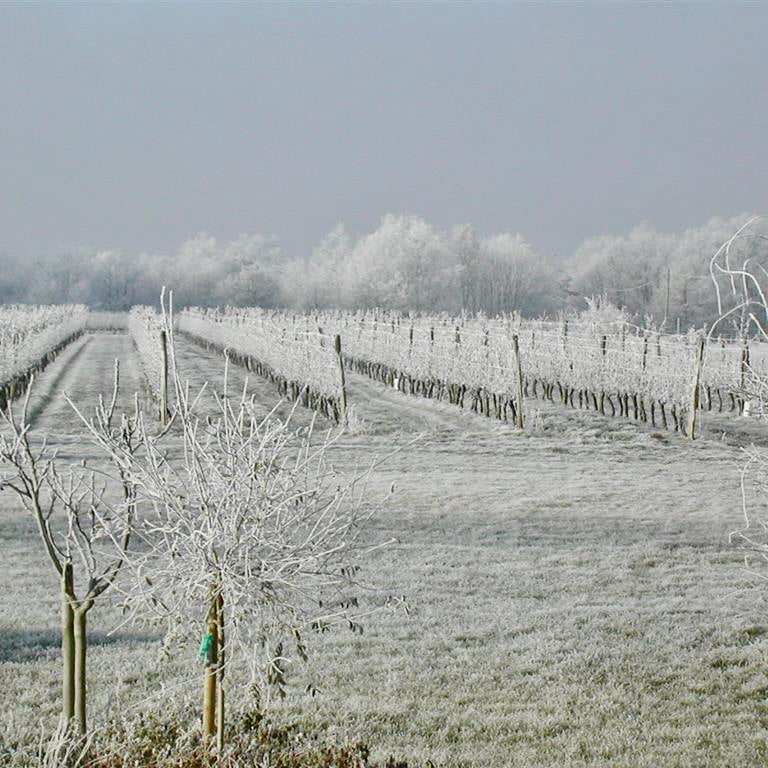 Fol Allier 2023 (Vin de France)
