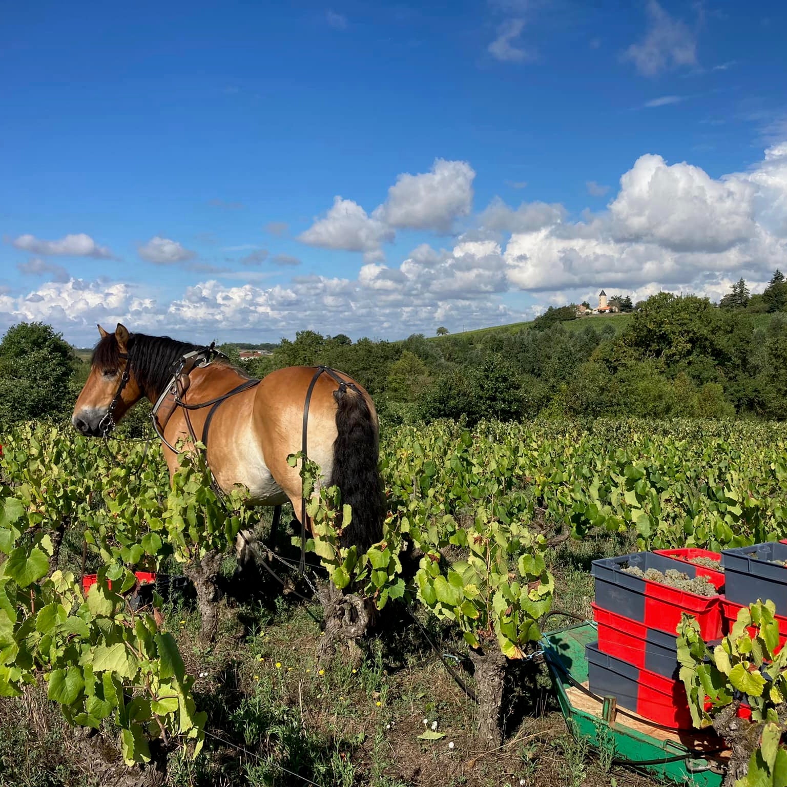 Je t'aime mais j'ai soif... 2024 (Vin de France)