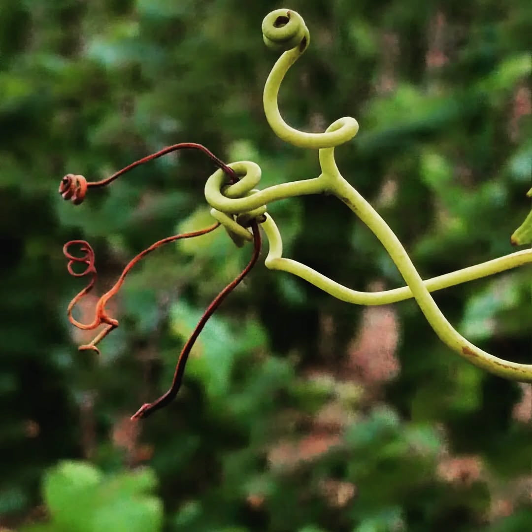 Je t'aime mais j'ai soif... 2024 (Vin de France)