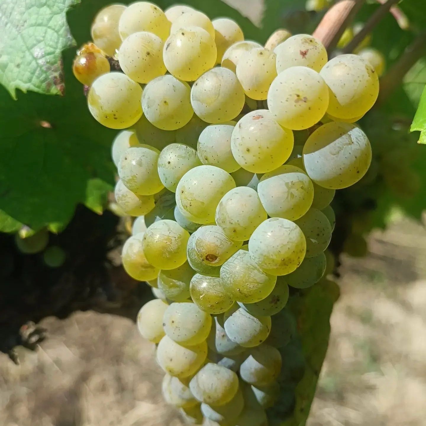 Je t'aime mais j'ai soif... 2024 (Vin de France)