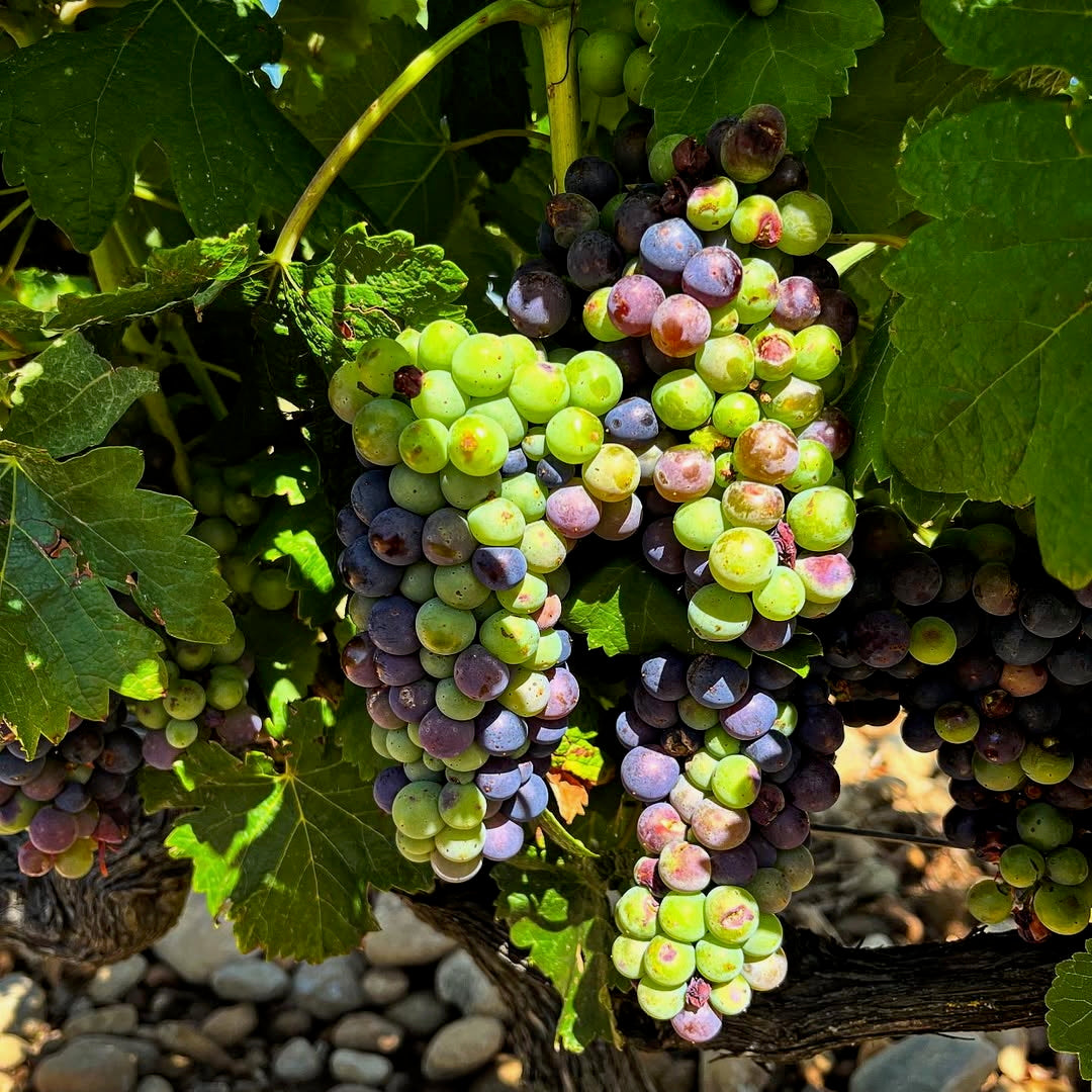 Cuvée S 2024 (AOC Crozes-Hermitage)