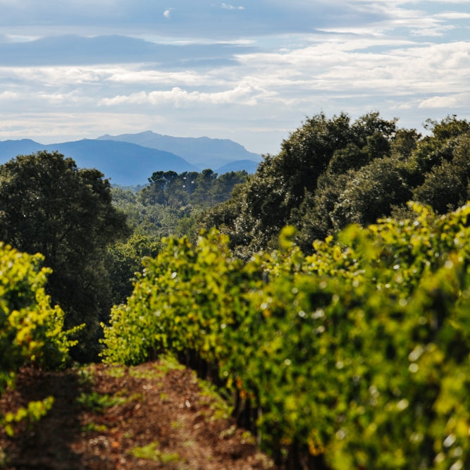 Côtes-de-Provence (AOC)
