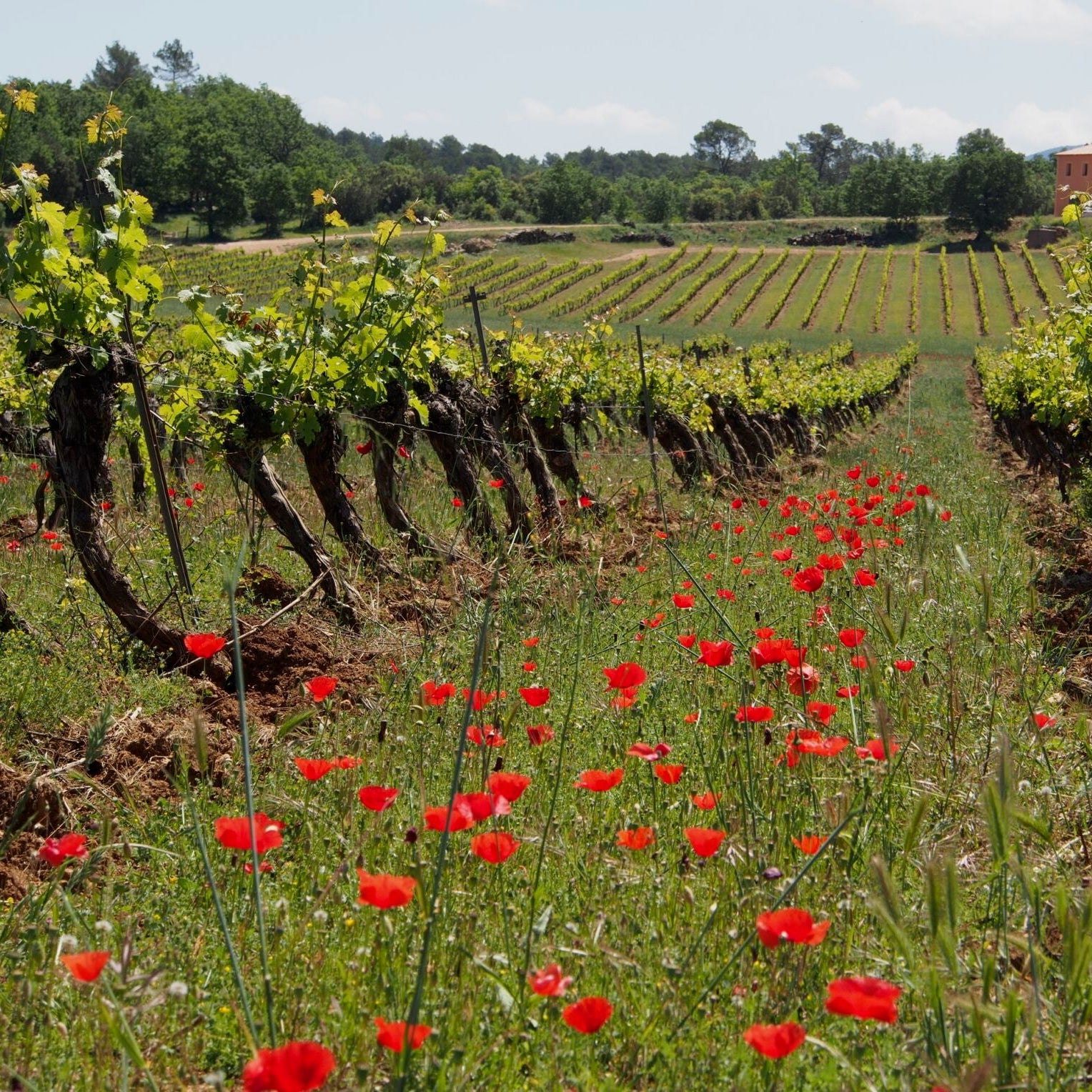 Côtes-de-Provence (AOC)