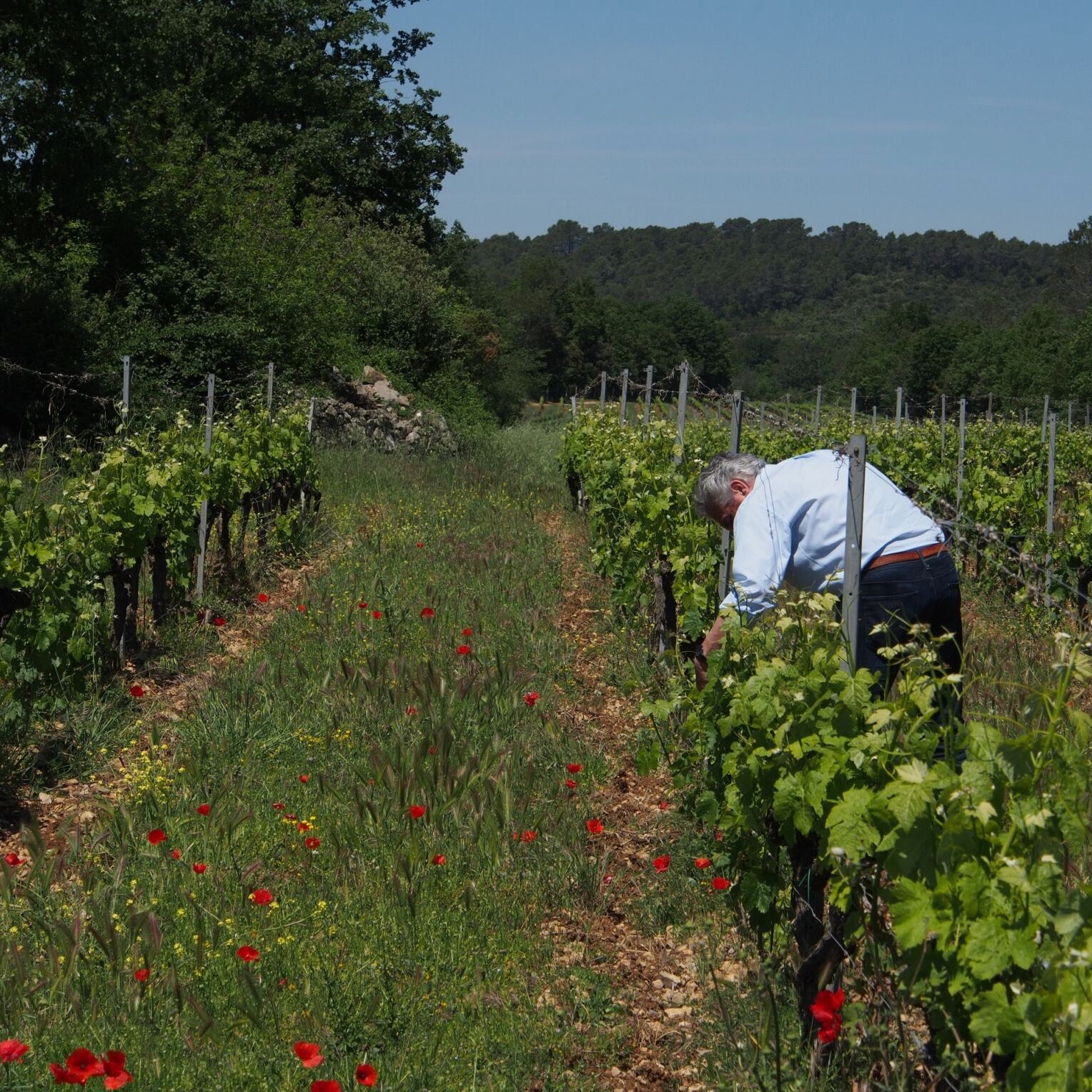 Côtes-de-Provence (AOC)