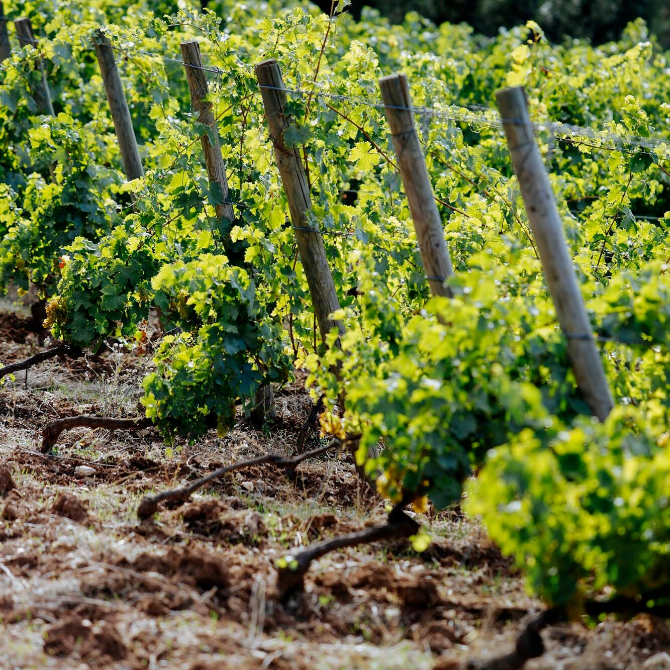 Côtes-de-Provence (AOC)