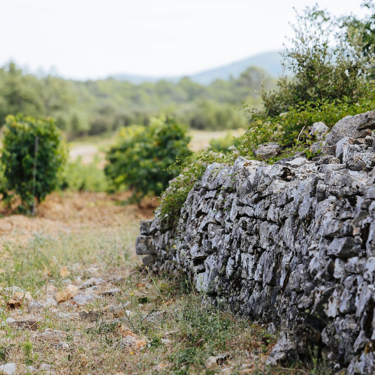 Côtes-de-Provence (AOC)