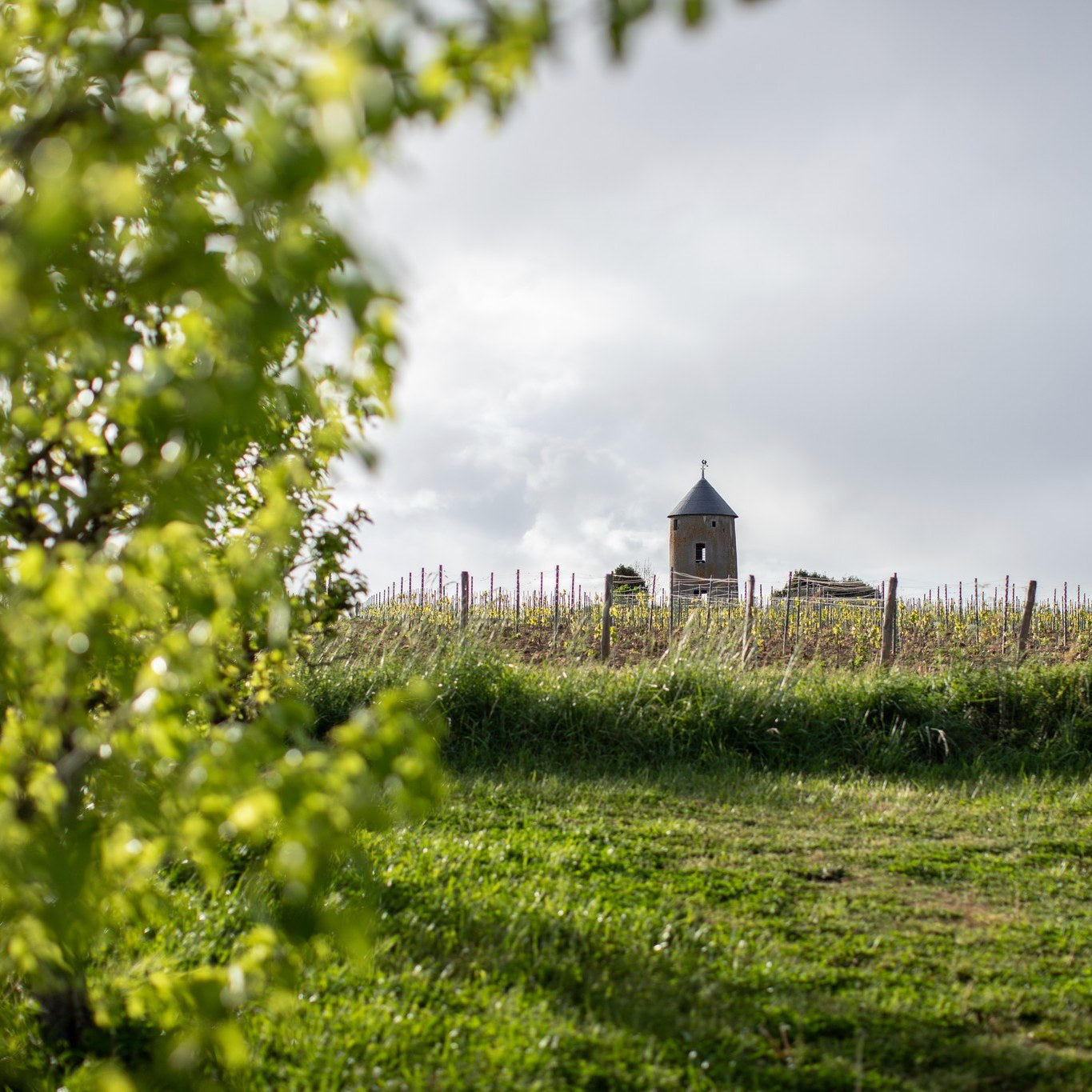 Muscadet 2024 (AOC)