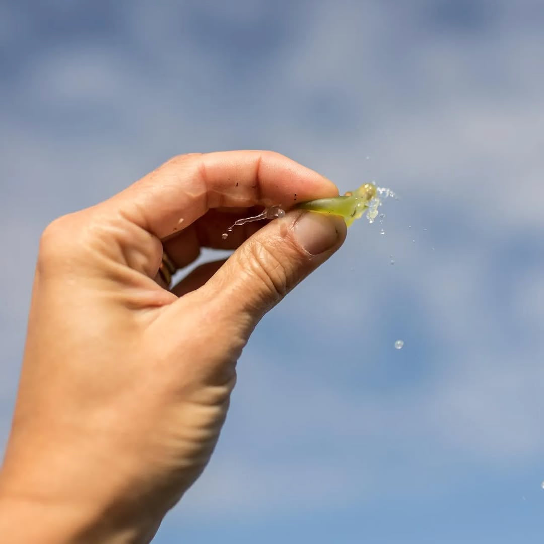 Muscadet 2024 (AOC)