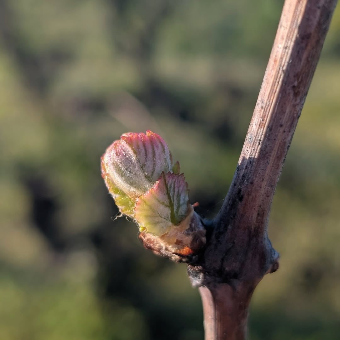 Muscadet 2024 (AOC)
